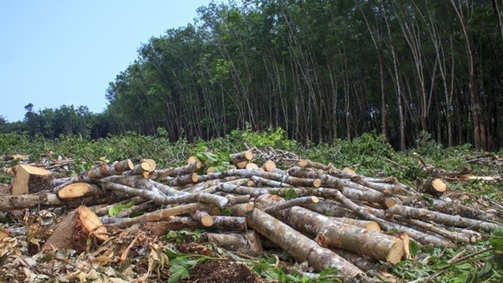 Deforestation. Human-driven and natural loss of trees